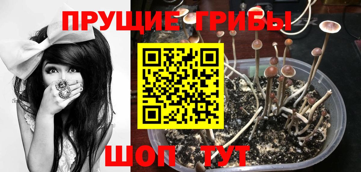 Псилоцибиновые грибы Psilocybine cubensis Реутов